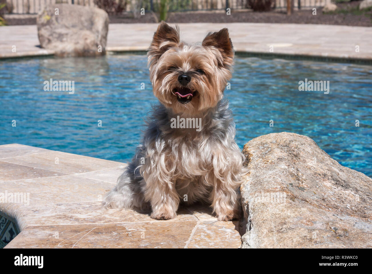 Yorkshire Terrier posing poolside Stock Photo - Alamy