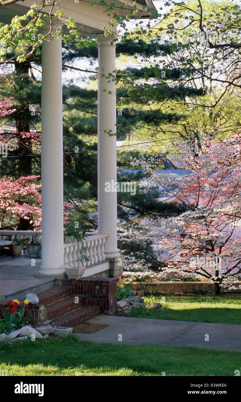 Flowering Dogwood trees in front of Victorian architecture, Eureka