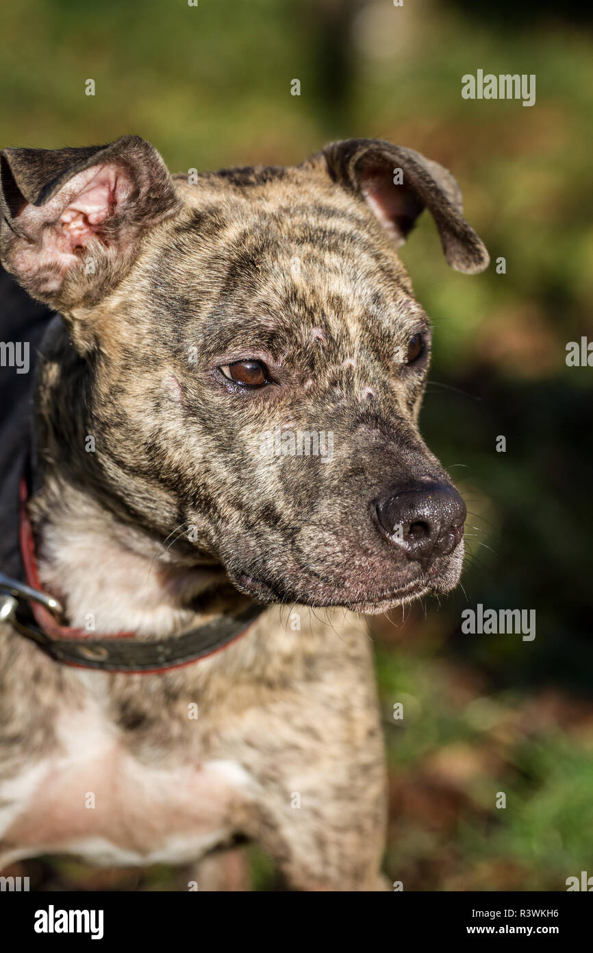 american pitbull terrier brindle pictures