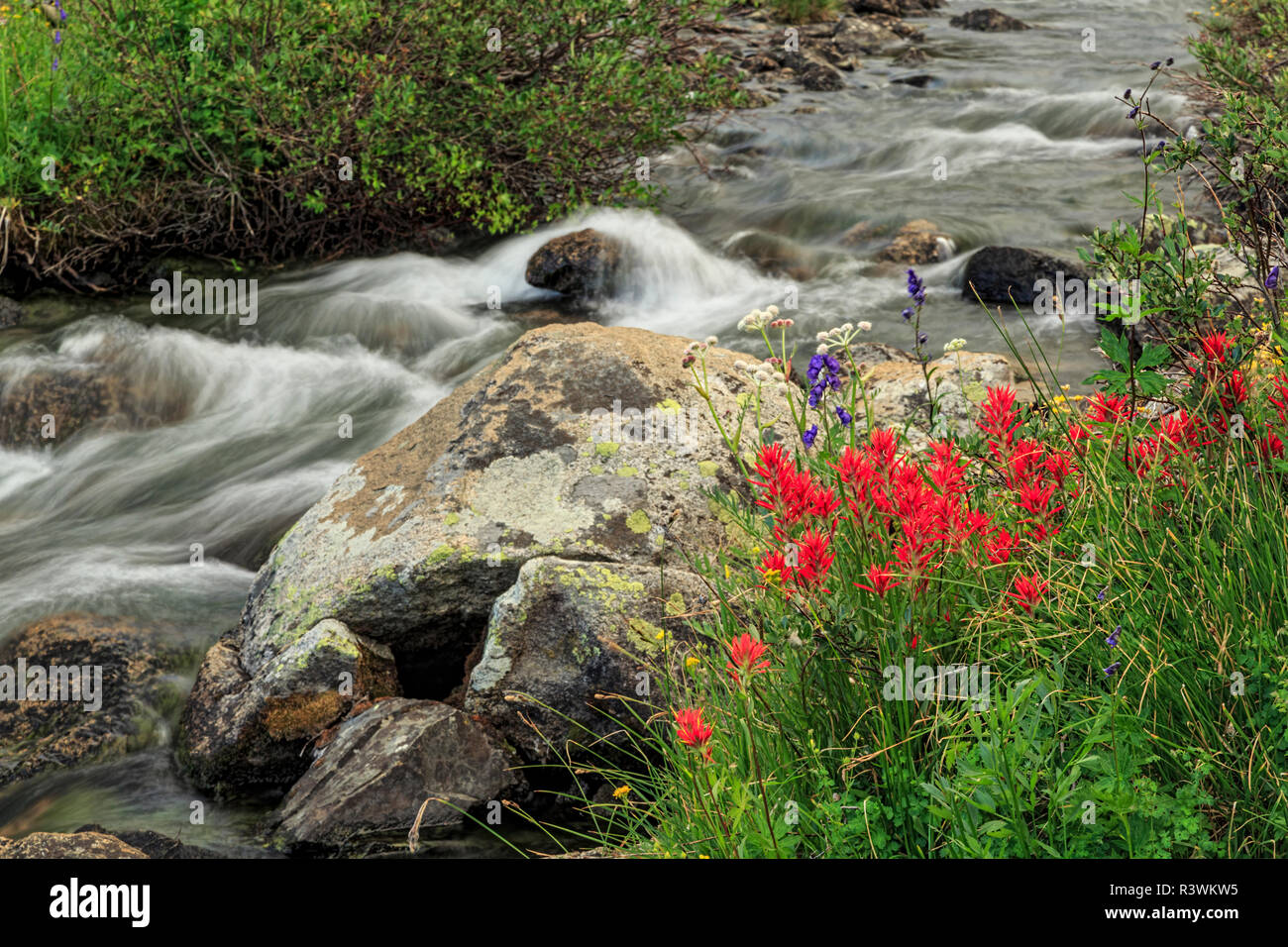 Red paintbrush flowers along stream, John Muir Wilderness, Inyo National Forest, California. Stock Photo