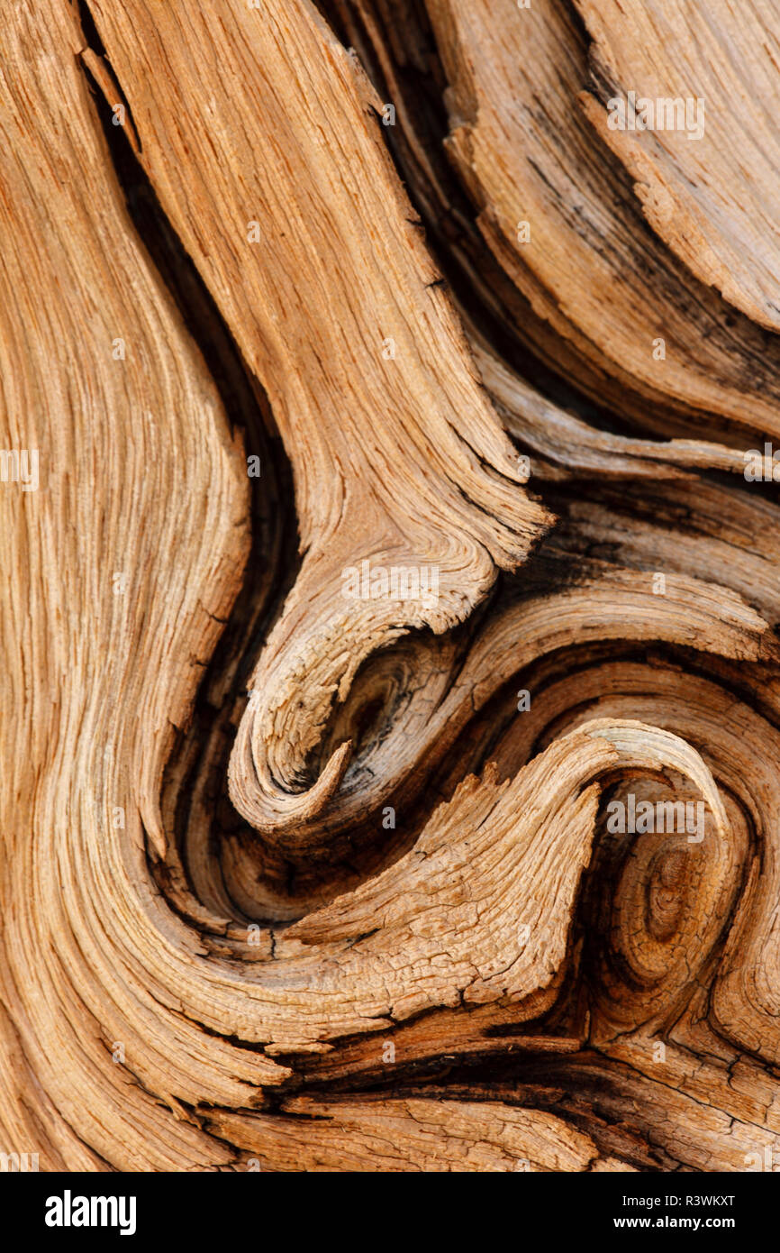Pattern in wood of ancient bristlecone pine tree, White Mountains, Inyo County, California. Pinus Longaeva, Great Basin National Park Stock Photo