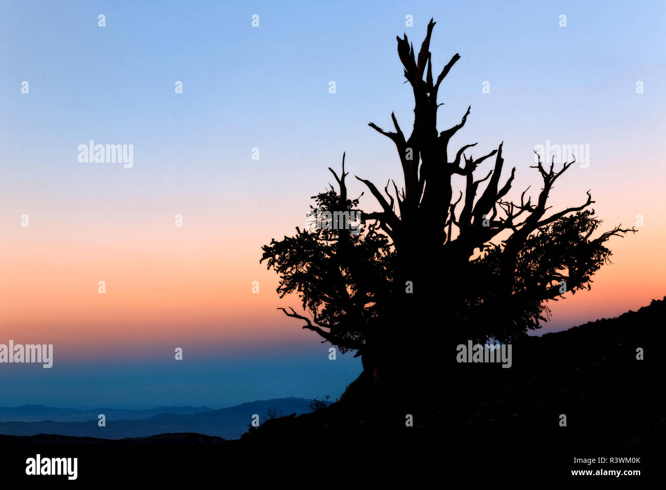 Ancient bristlecone pine tree at sunset, White Mountains, Inyo County, California. Great Basin National Park Stock Photo