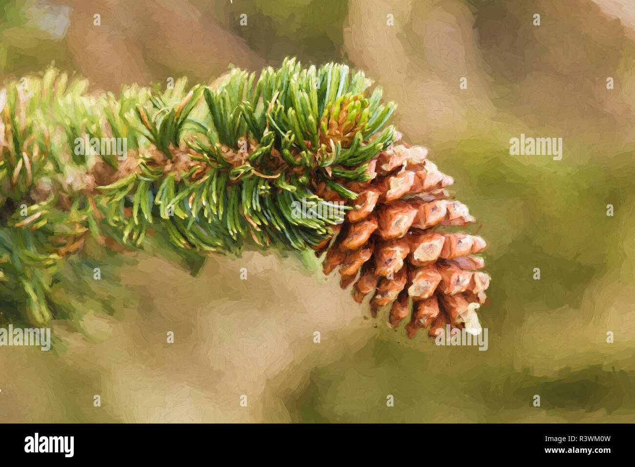 Painting of ancient Bristlecone pine, pine cone, White Mountains, California. Minus longaeva, Great Basin National Park Stock Photo