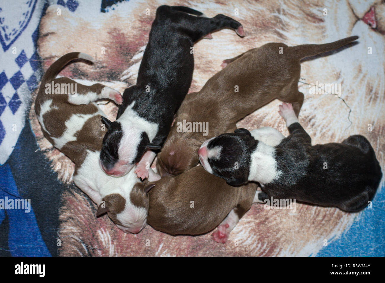 Newborn pit bull terrier hi-res stock photography and images - Alamy, image size:1300x956