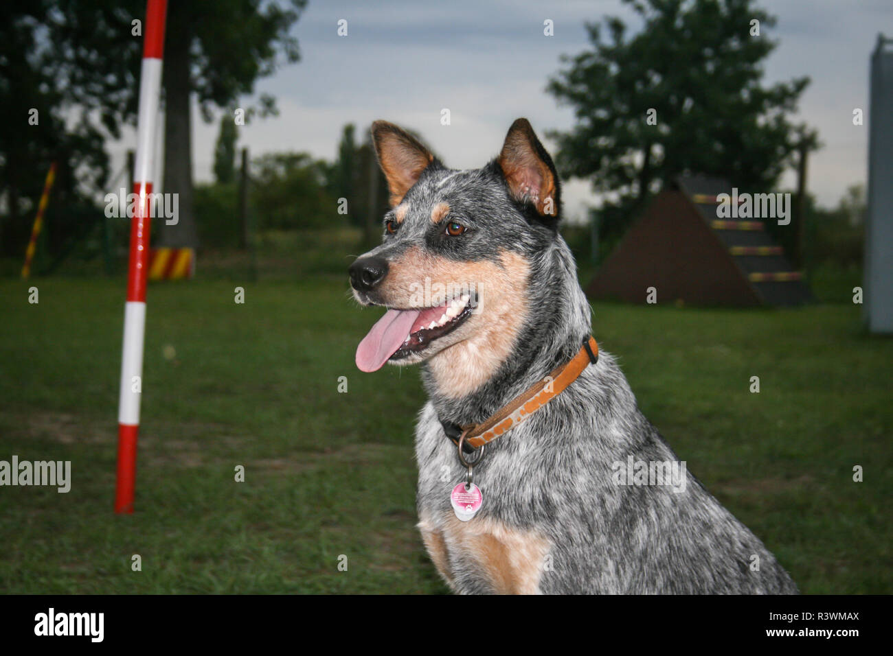 Blue speckled Australian Cattle Dog portrait Stock Photo