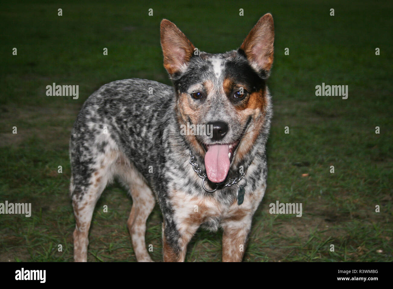 Blue speckled Australian Cattle Dog portrait Stock Photo