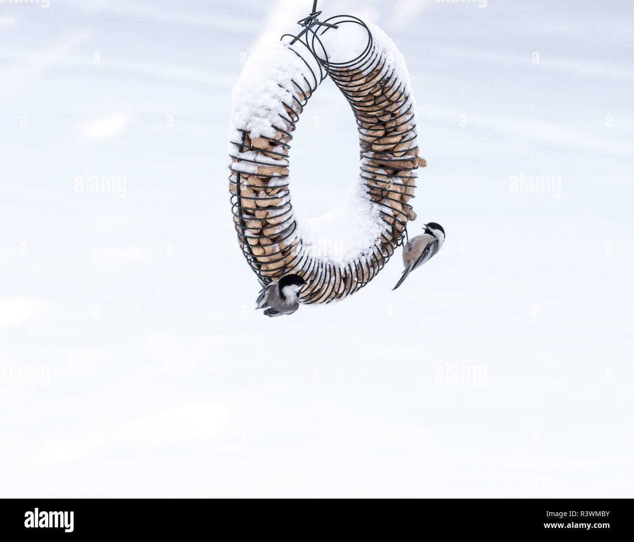 Snowlfakes hires stock photography and images Alamy