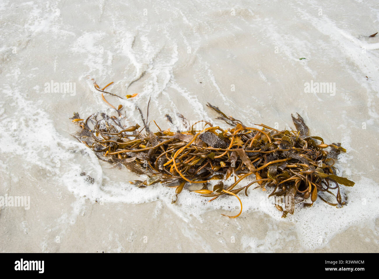 USA California. No Water No Life, California Drought Expedition 5. Carmel Beach, kelp Stock Photo