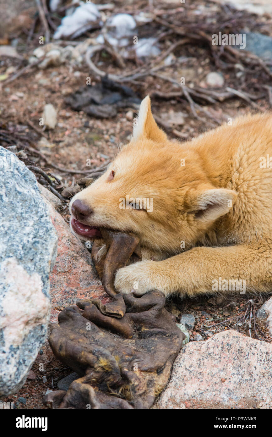 Greenland. Scoresby Sund. Ittoqqortoormiit. Sled dog puppy chewing on an old seal skin. Stock Photo