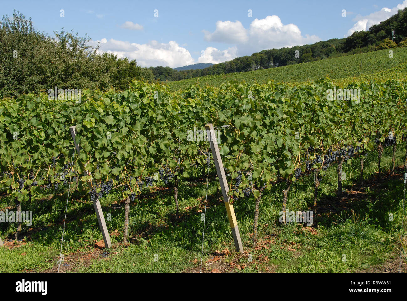 auggen viticulture Stock Photo