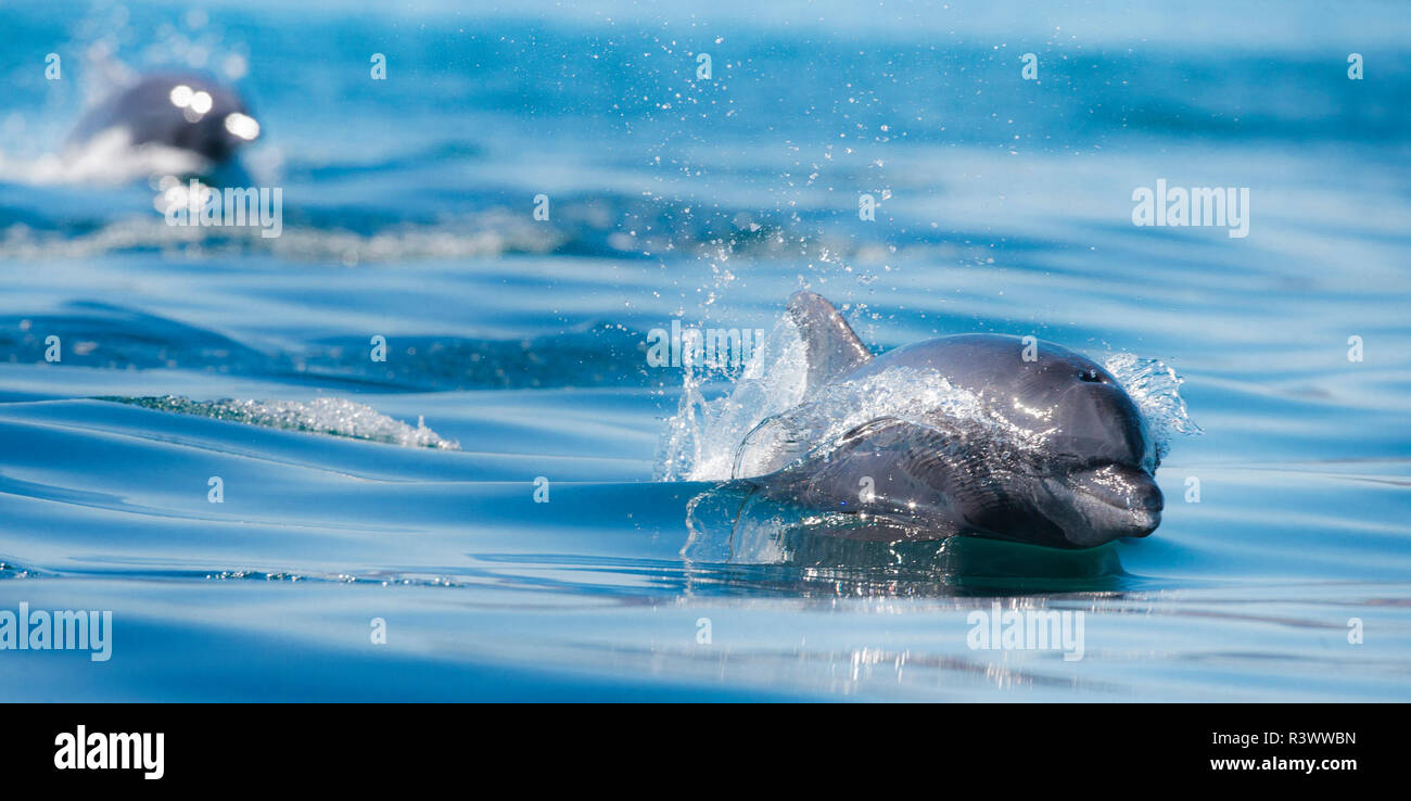 Baja Peninsula, Sea of Cortez, Gulf of California. Two Common Bottle Nose dolphins Porpoising. Stock Photo