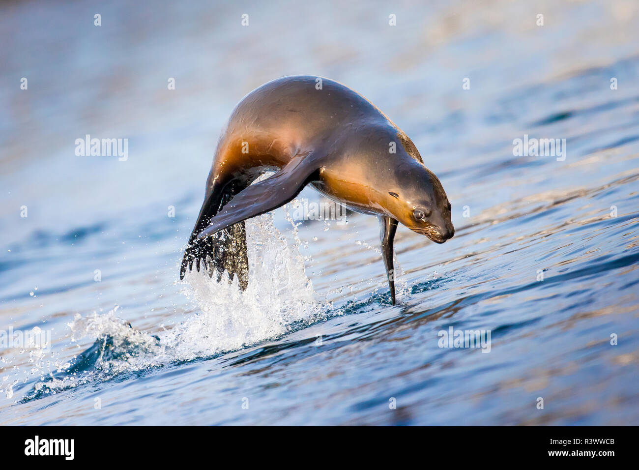 Baja, Sea of Cortez, UNESCO Site, 'Aquarium of the World' Single Sea Lion leaps out of the sea. Stock Photo