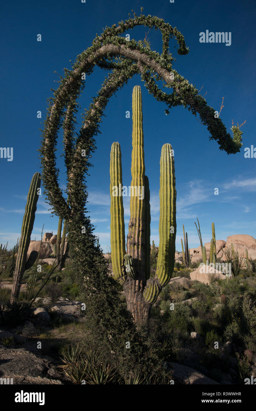 Baja California, Mexico. Boojum Tree and Cardon Cactus growing among ...