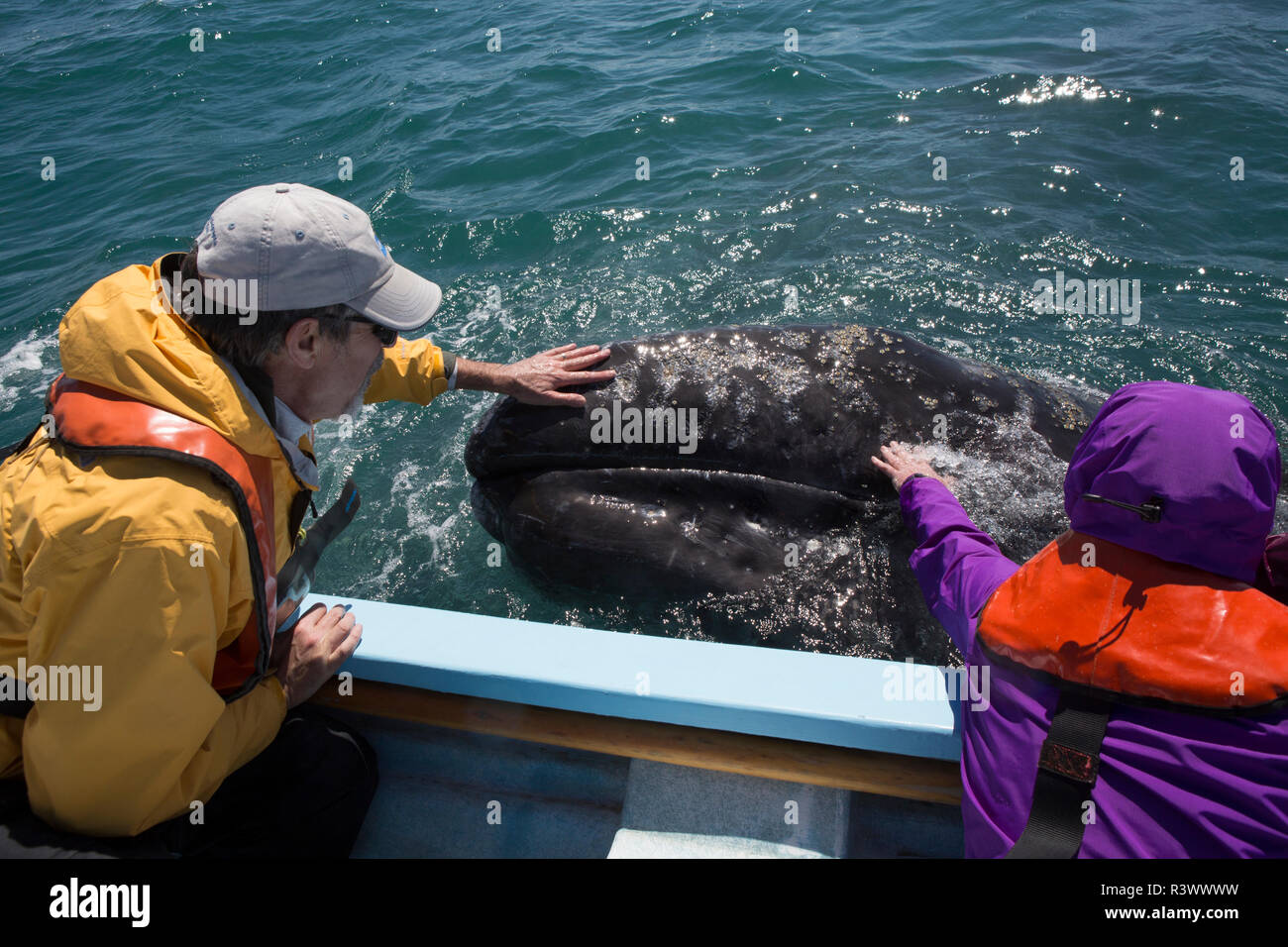 sea-lice-hi-res-stock-photography-and-images-alamy