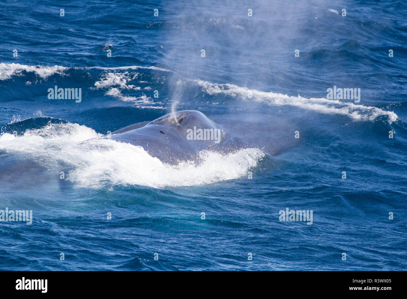 Blue whale is the largest mammal still inhabiting the Earth. San Jose  Channel. Baja California, Sea of Cortez, Mexico Stock Photo - Alamy