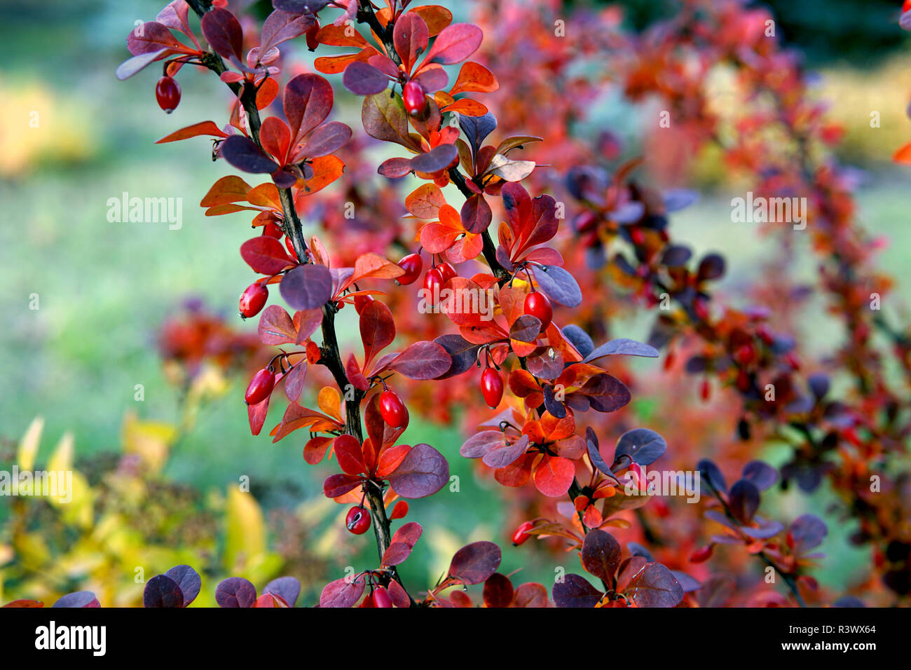 Berberis thunbergii Red Carpet ornamental perennial foliage - natural background. color palette scheme with complementary swatches Stock Photo