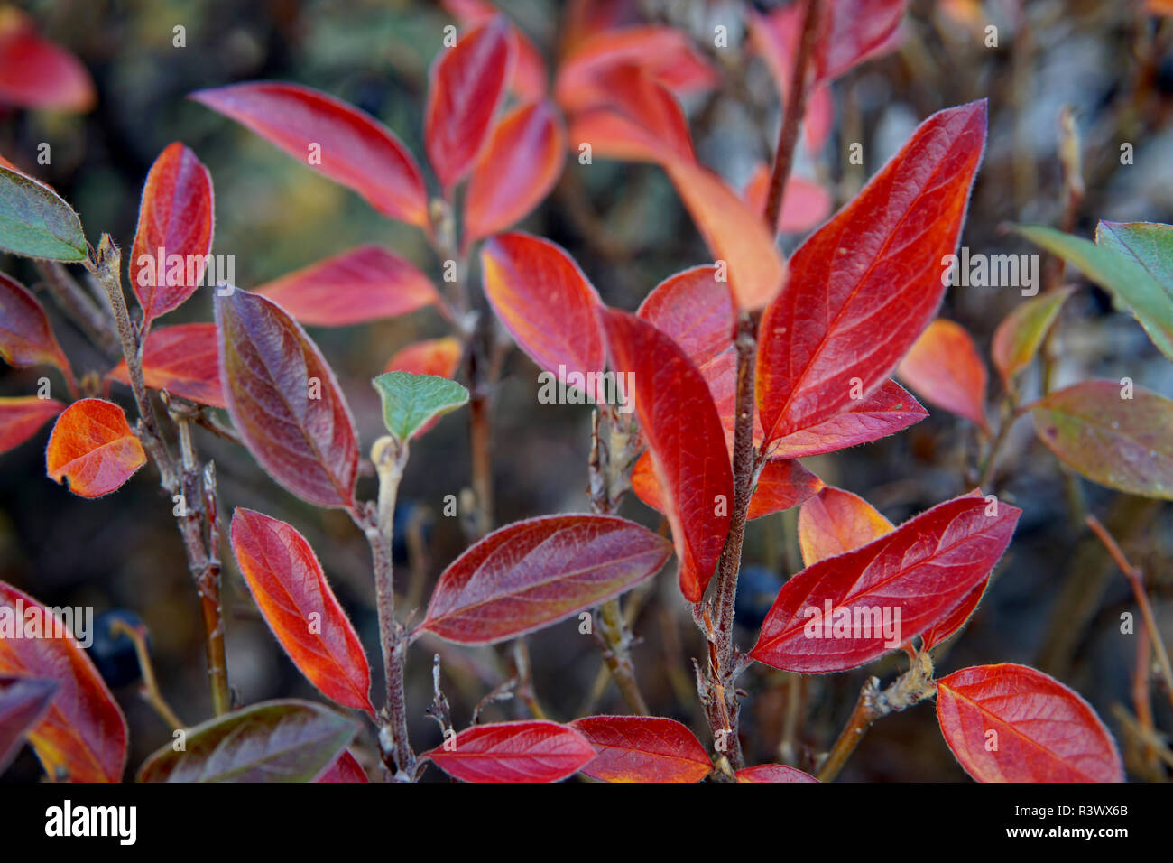 Berberis thunbergii Red Carpet ornamental perennial foliage - natural background. color palette scheme with complementary swatches Stock Photo