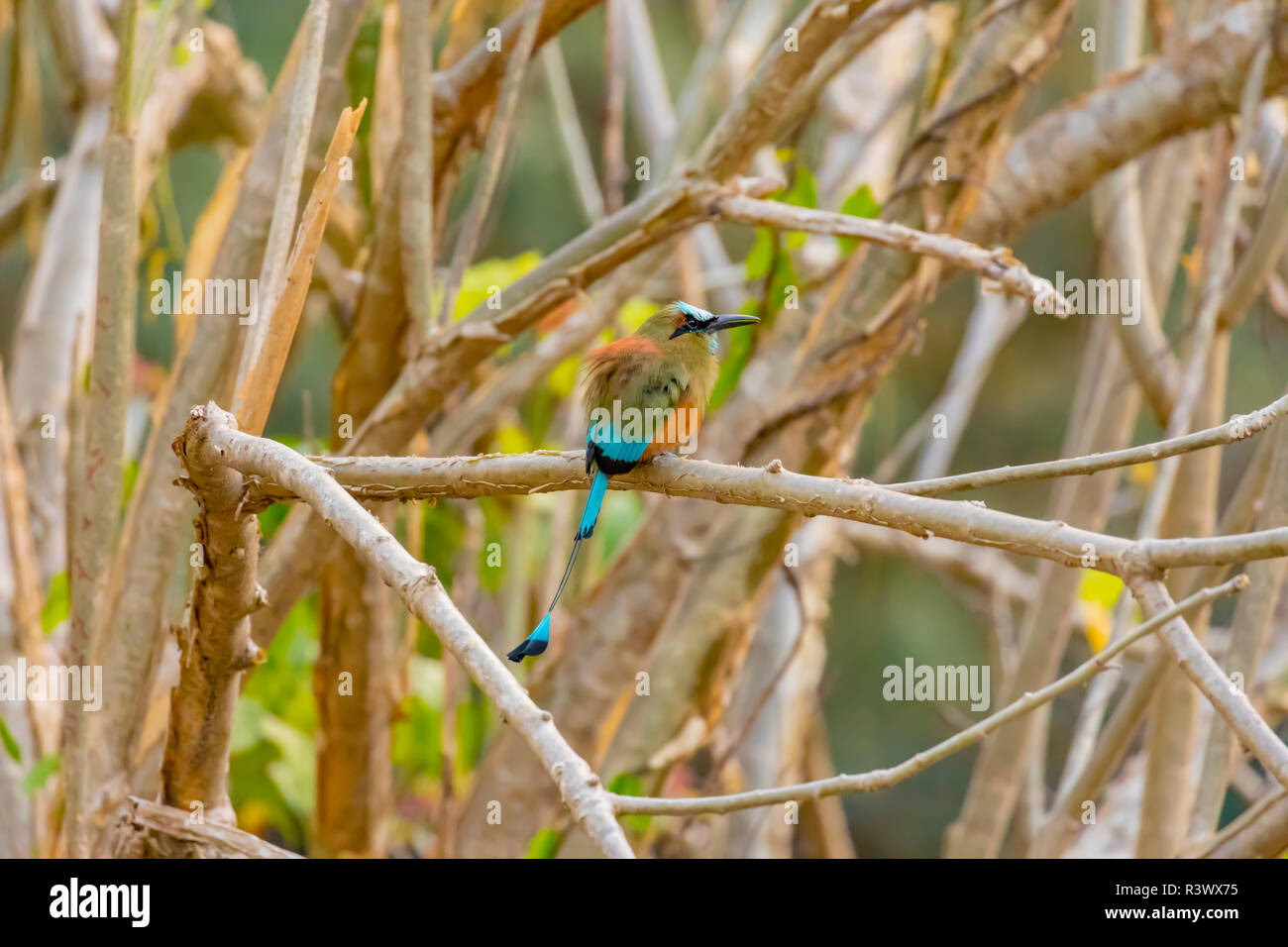 Central America, Costa Rica. Lesson's motmot bird in tree. Credit as: Fred Lord / Jaynes Gallery / DanitaDelimont.com Stock Photo