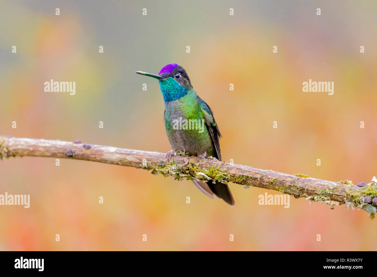 Central America, Costa Rica. Male talamanca hummingbird. Credit as: Fred Lord / Jaynes Gallery / DanitaDelimont.com Stock Photo