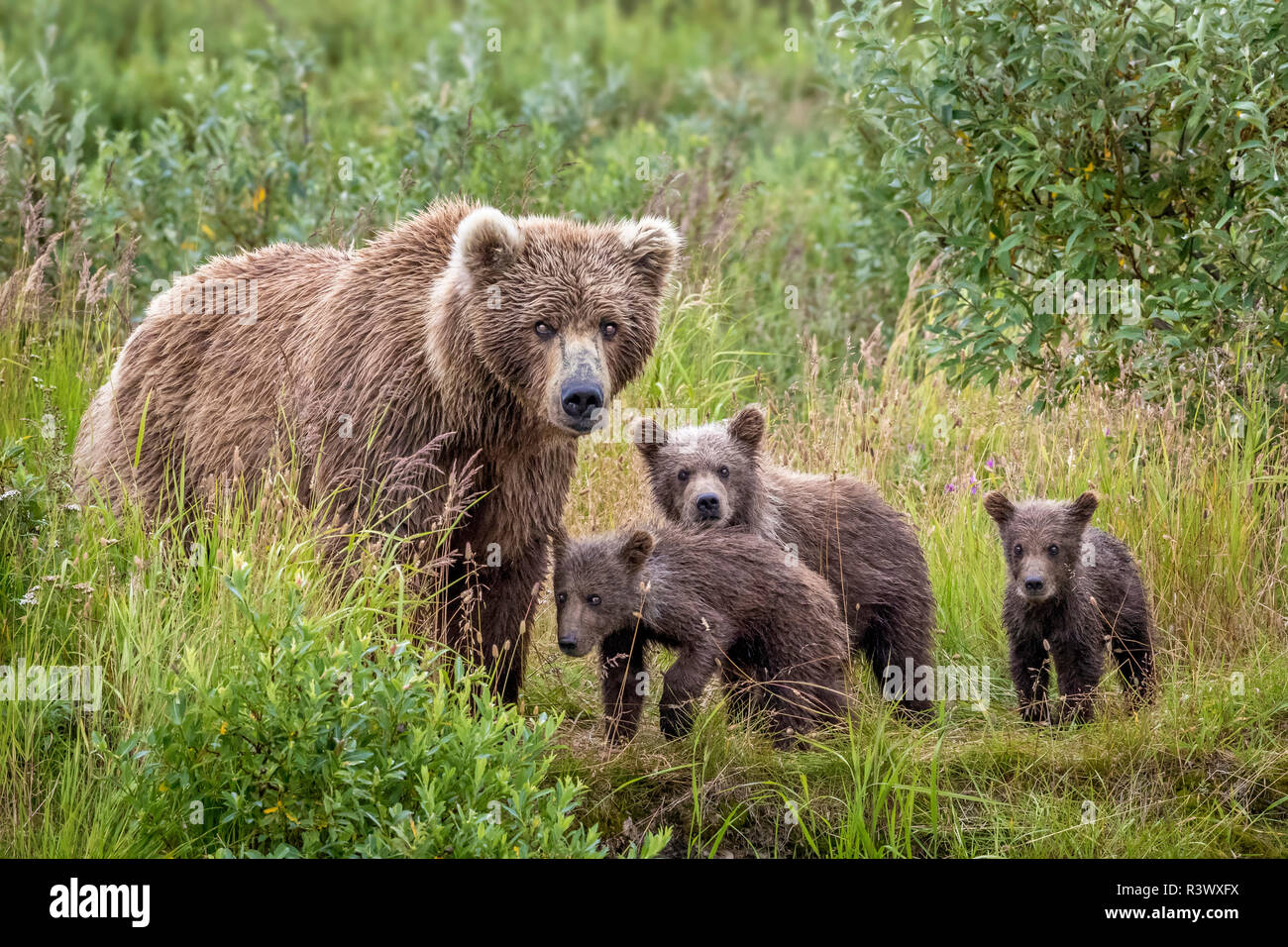 Brown bear cubs alaska hi-res stock photography and images - Alamy