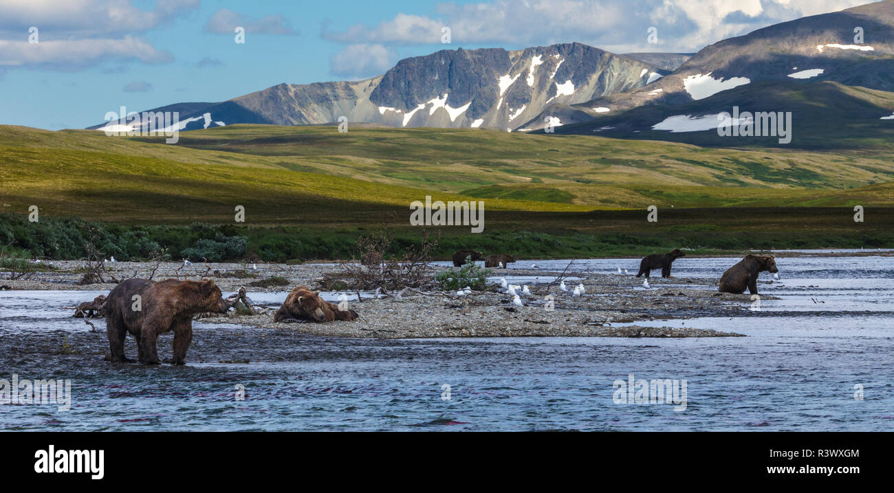 Brown bears fishing, Katmai National Park, Alaska, USA Stock Photo