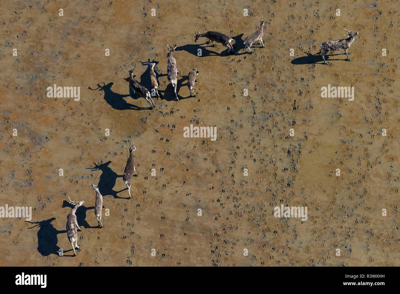Aerial of caribou, Togiak National Wildlife Refuge, Alaska, USA Stock Photo Alamy