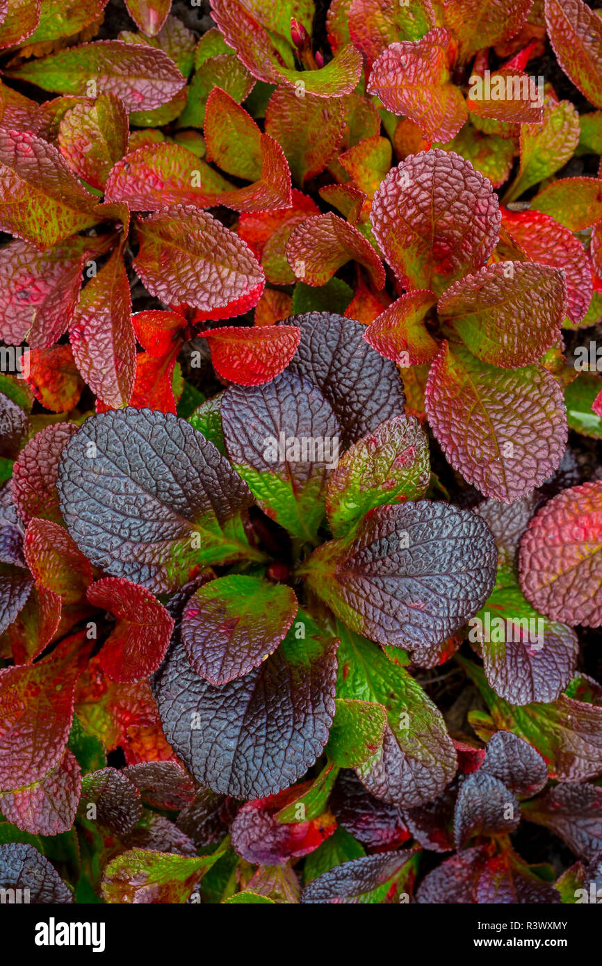 USA, Alaska. Alpine bearberry leaves close-up. Stock Photo