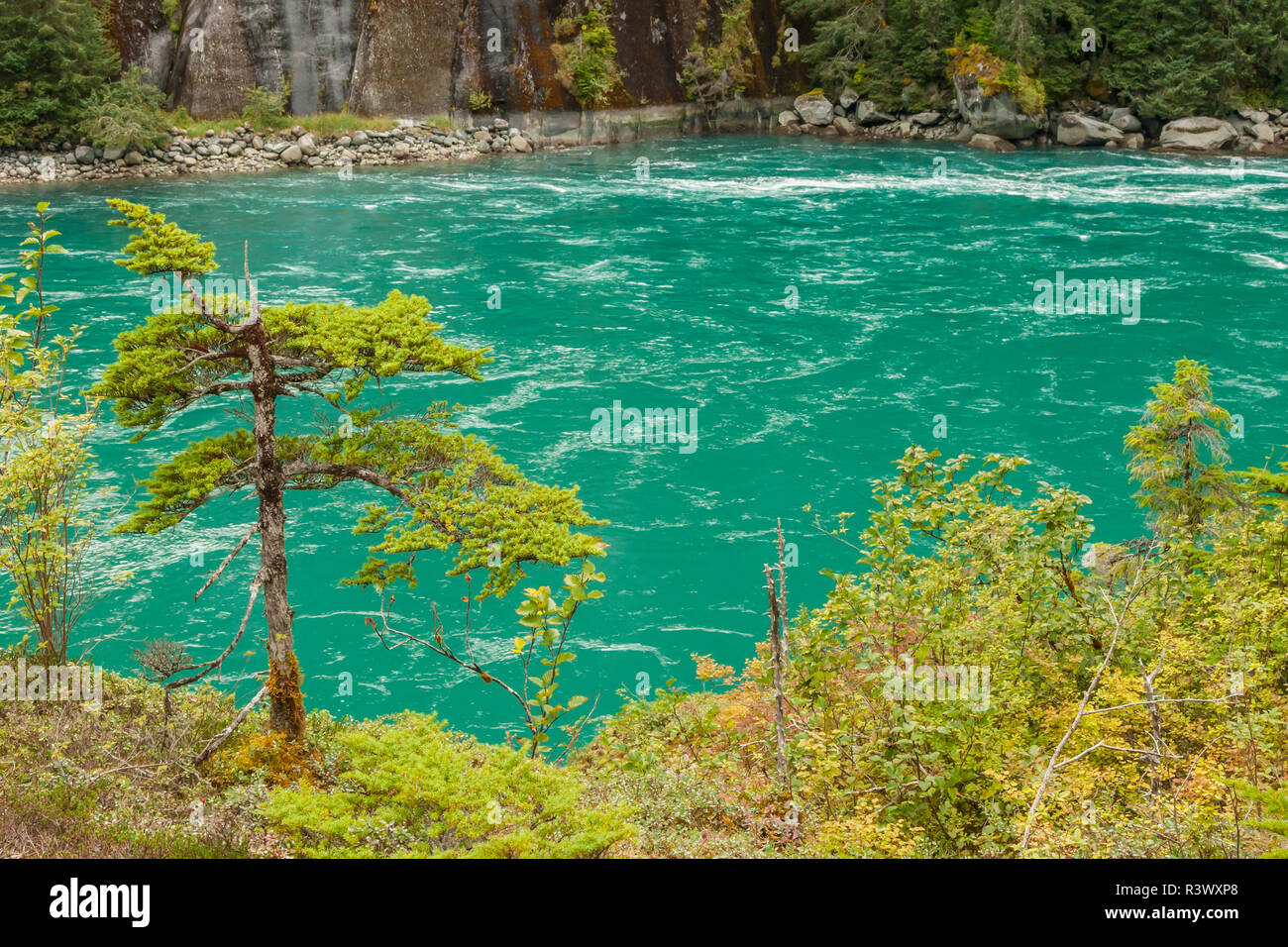 USA, Alaska, Tongass National Forest. Cedar trees and river with
