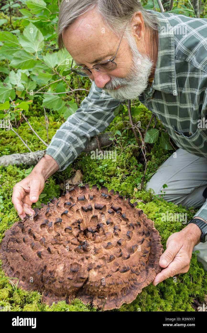 USA, Alaska. Man with shingled hedgehog plant.  (MR) Stock Photo