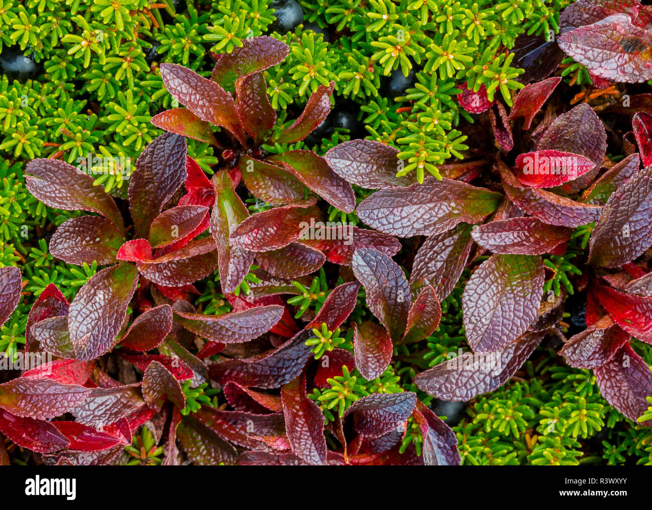 USA, Alaska, Dalton Highway. Alpine bearberry and crowberry. Stock Photo