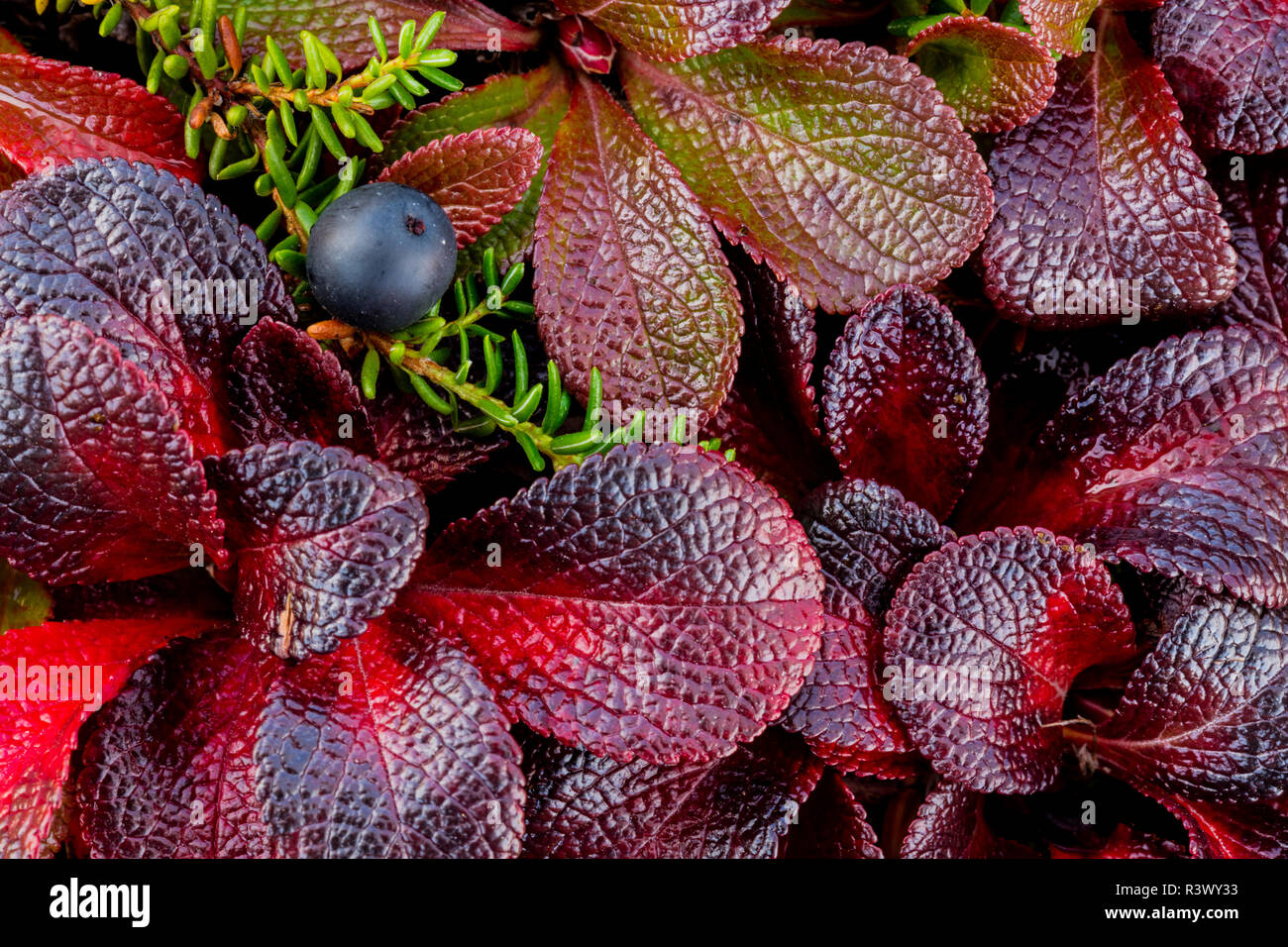 USA, Alaska. Close-up of alpine bearberry and crowberry plants. Stock Photo