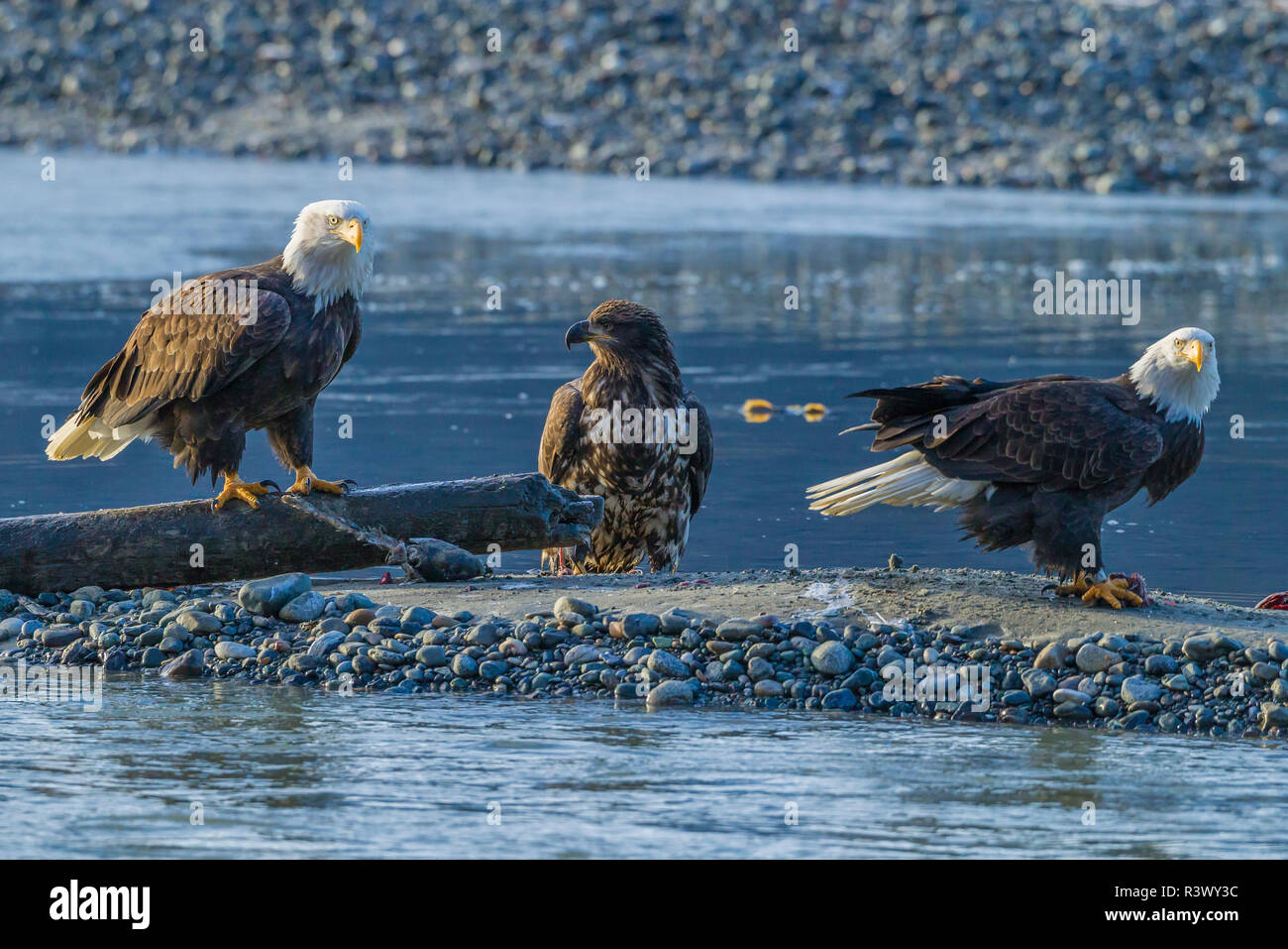 USA, Alaska, Chilkat Bald Eagle Preserve, bald eagle adults and juvenile Stock Photo