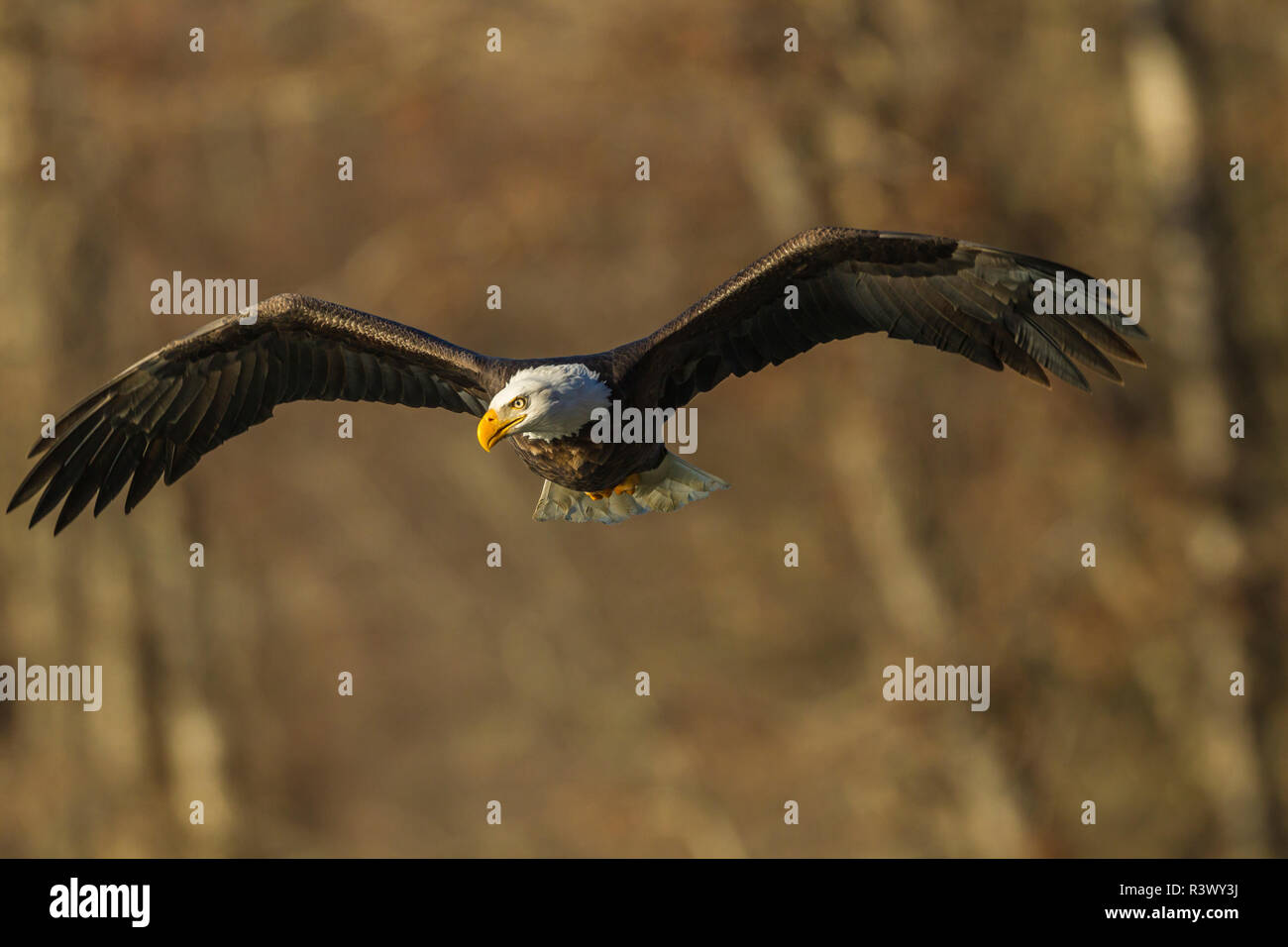USA, Alaska, Chilkat Bald Eagle Preserve, bald eagle adult flying Stock Photo