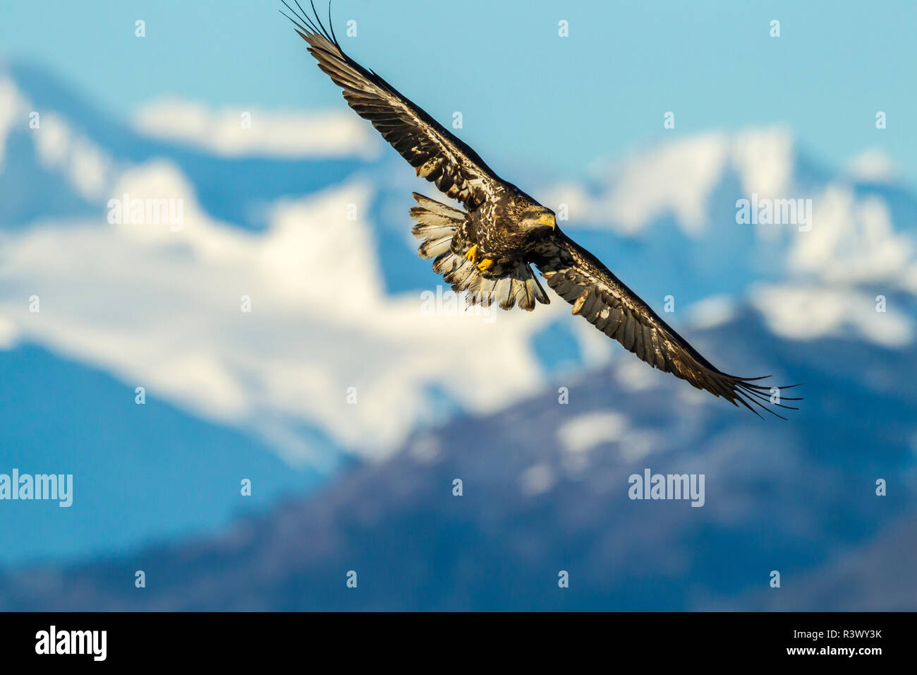 USA, Alaska, Chilkat Bald Eagle Preserve, bald eagle juvenile flying Stock Photo