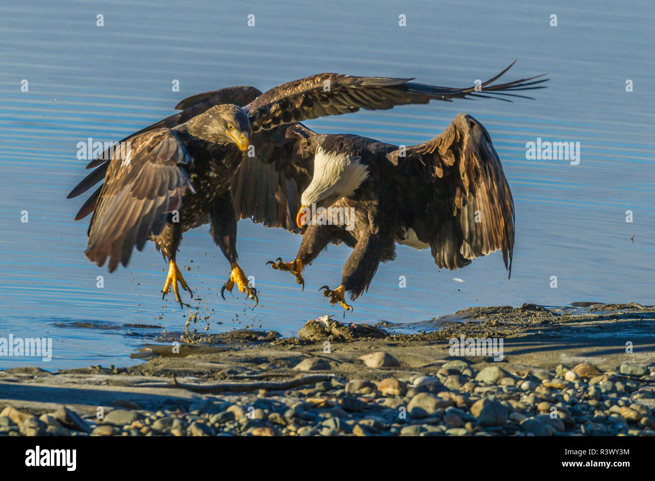USA, Alaska, Chilkat Bald Eagle Preserve, bald eagle juvenile and adult flying Stock Photo