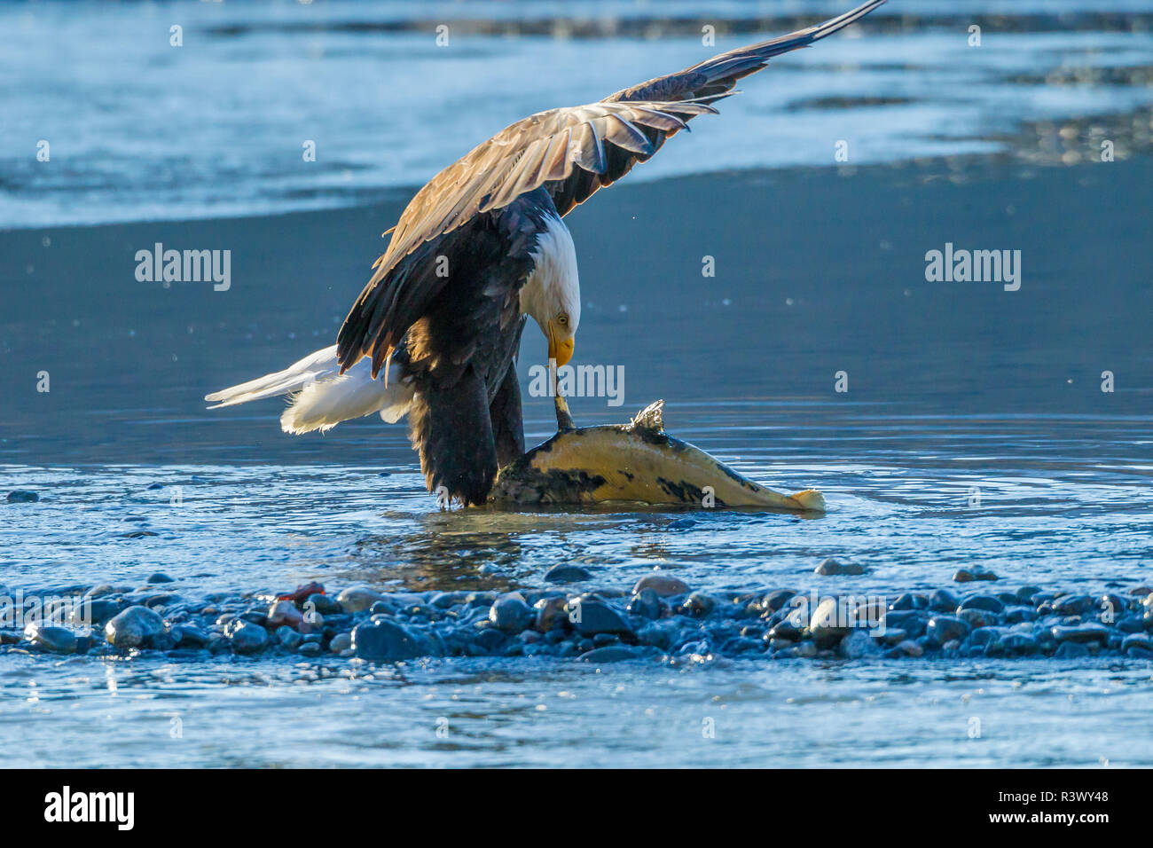 USA, Alaska, Chilkat Bald Eagle Preserve, bald eagle adult eating salmon Stock Photo