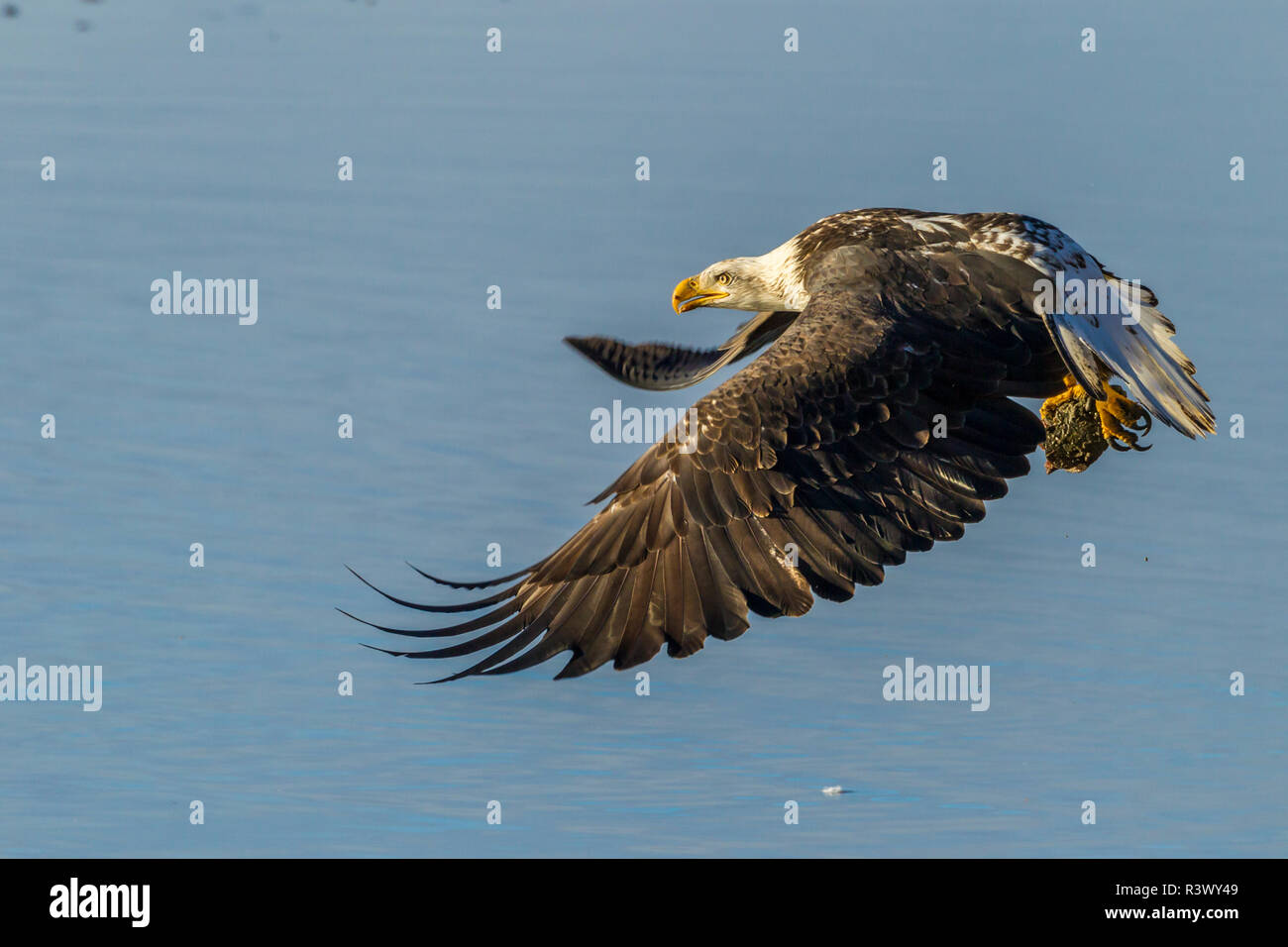 USA, Alaska, Chilkat Bald Eagle Preserve, bald eagle adult flying Stock Photo