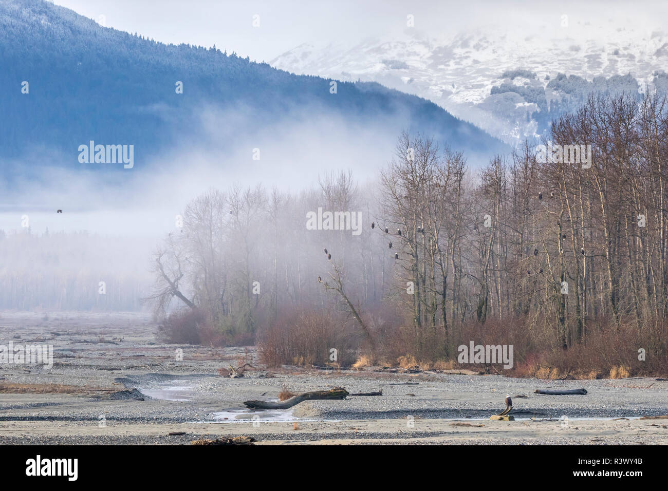 USA, Alaska, Chilkat Bald Eagle Preserve, bald eagles, and snowy mountains Stock Photo