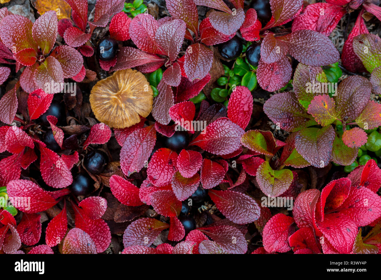 USA, Alaska. Alpine bearberry plants close-up. Stock Photo