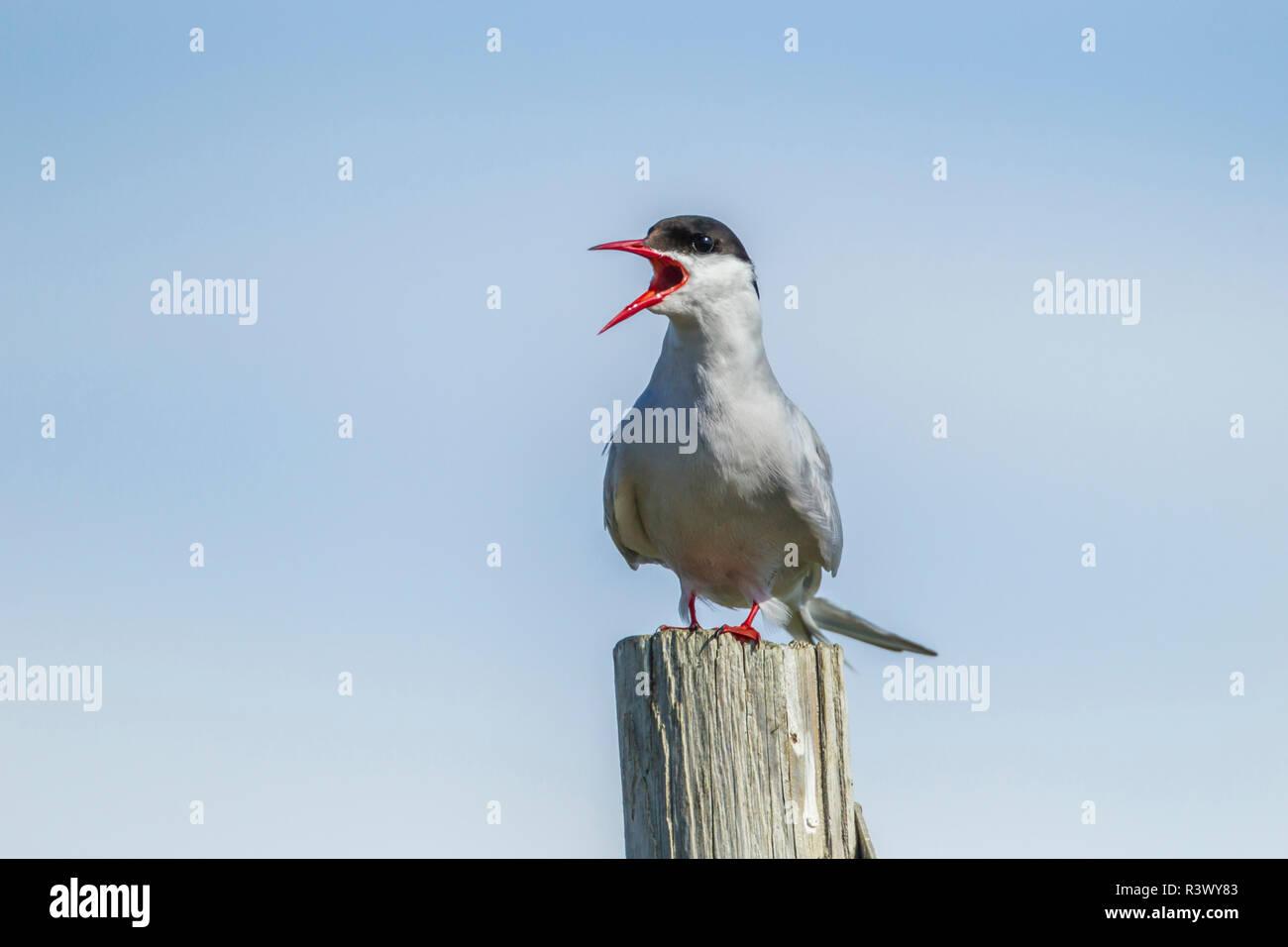 USA, Alaska, Nome. Arctic tern calling. Stock Photo