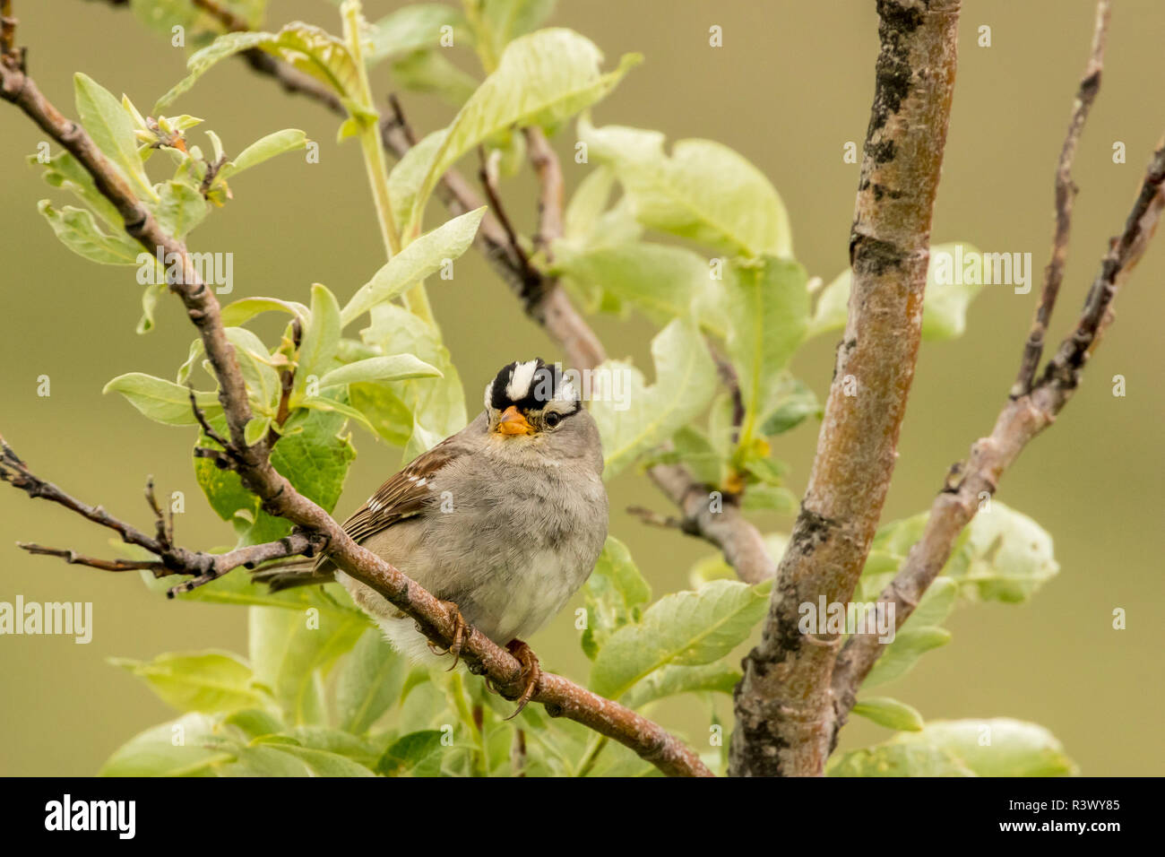 USA, Alaska, Nome. White-crowned sparrow in tree. Stock Photo