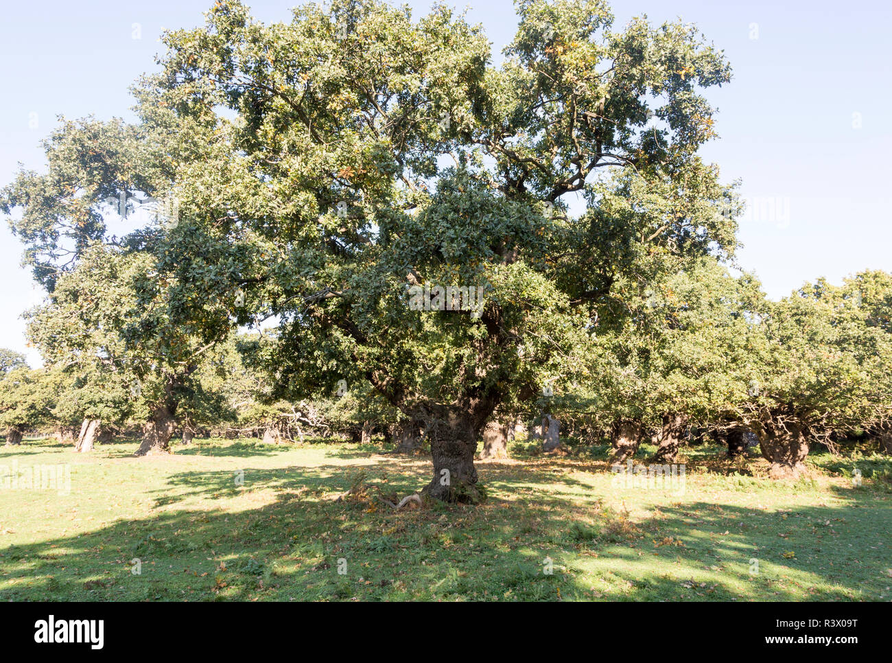 Ancient broad leaf oak woodland once a medieval deer park, The Thicks ...