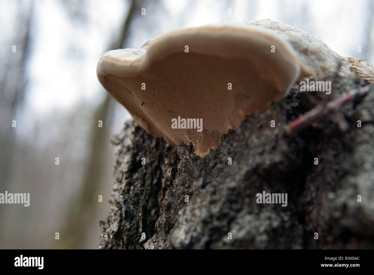 Phellinus igniarius mushroom, growing under fallen oak tree, showing minute spores underneath Stock Photo