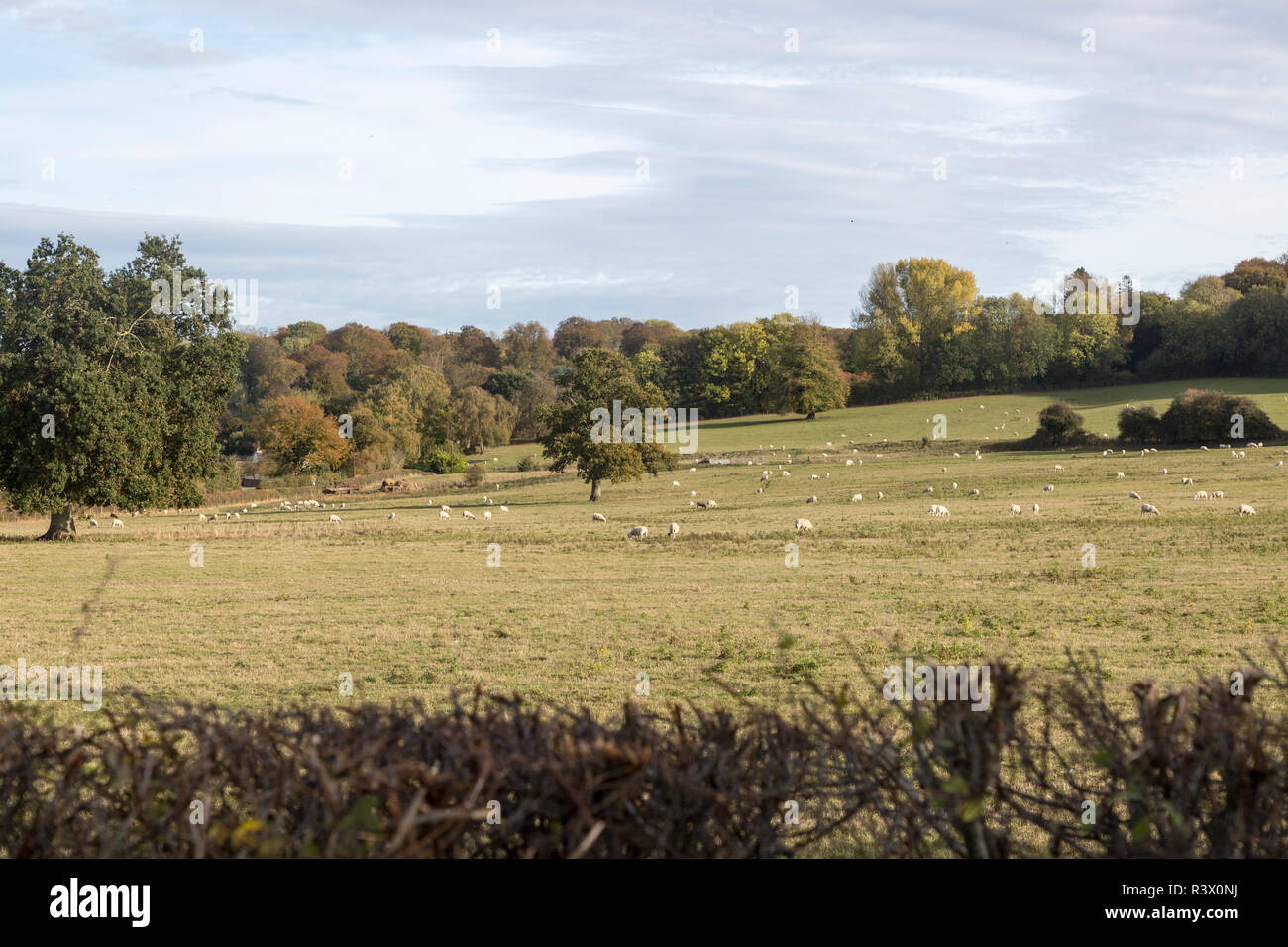 Sheep grazing in fields at Compton Bassett, Wiltshire, England, UK Stock Photo