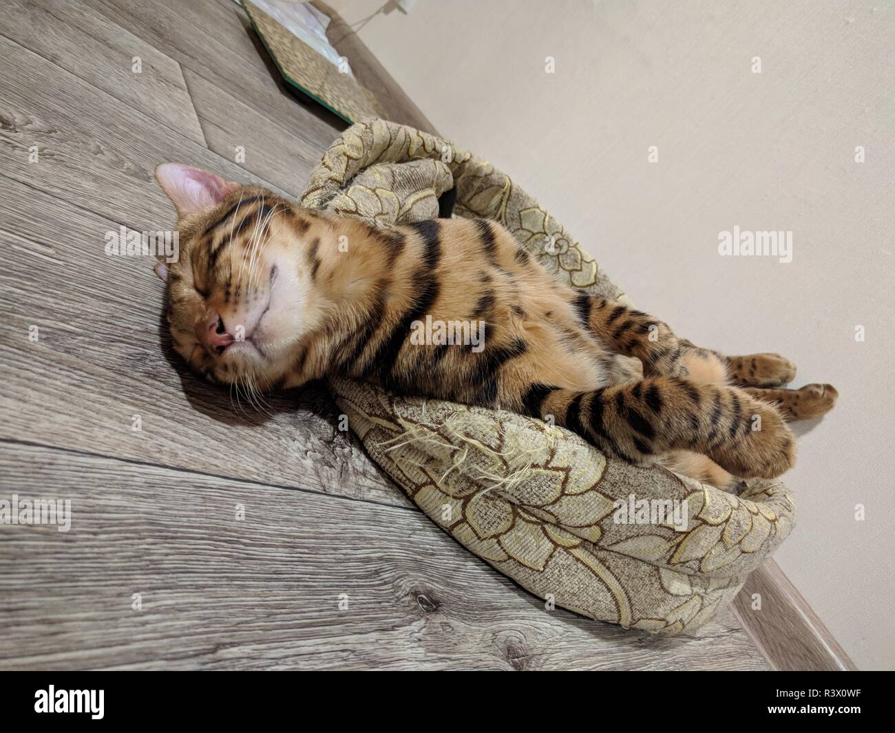 Bengal funny cat lying in his crib. Nice photo. The head fell out of ...
