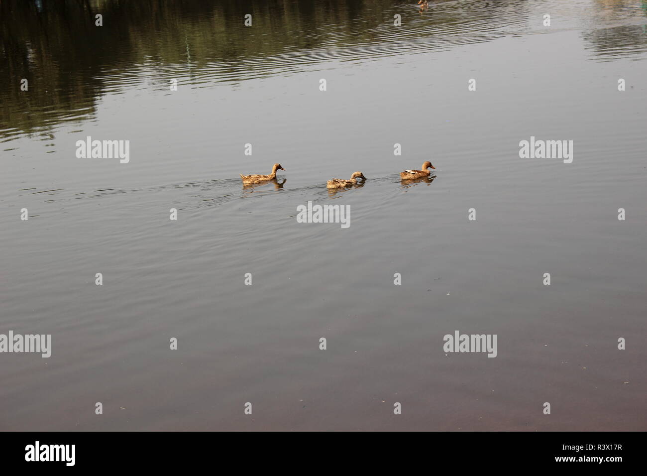 Some swan swimming in a pond. Stock Photo