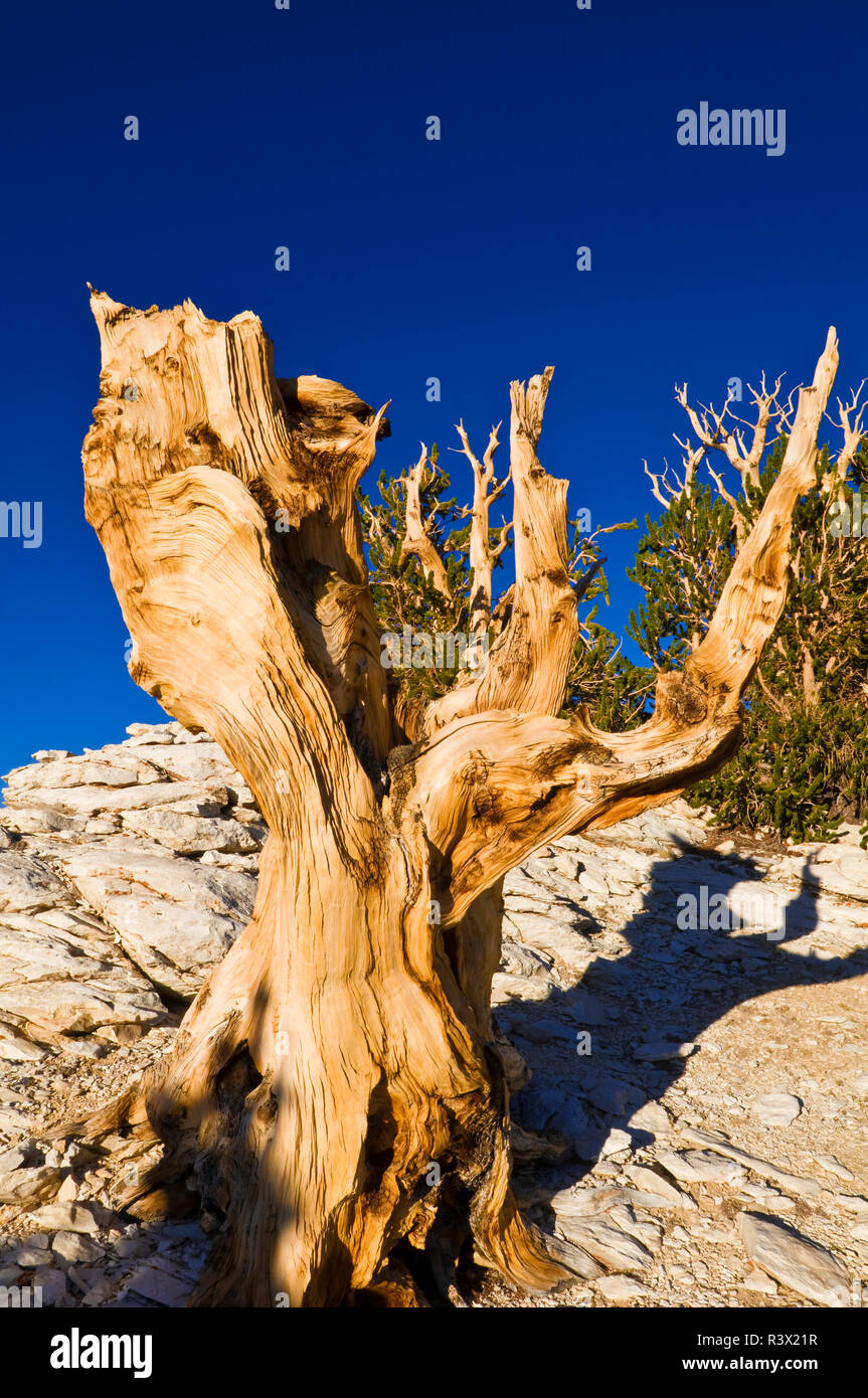 Ancient Bristlecone Pines (Pinus longaeva) in the Patriarch Grove