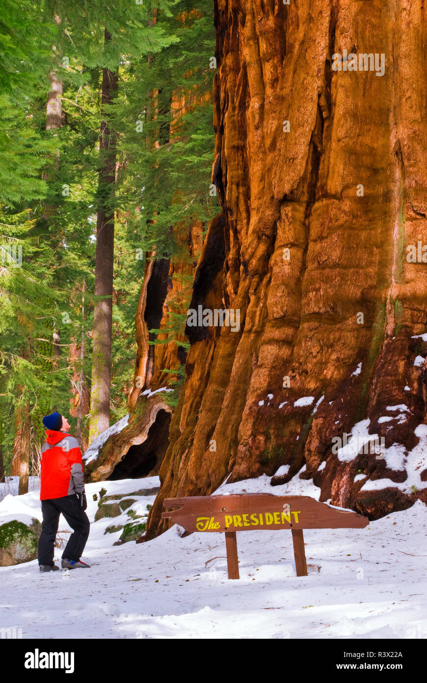 Backcountry skier at the President Giant Sequoia, Giant Forest, Sequoia National Park, California, USA (MR) Stock Photo