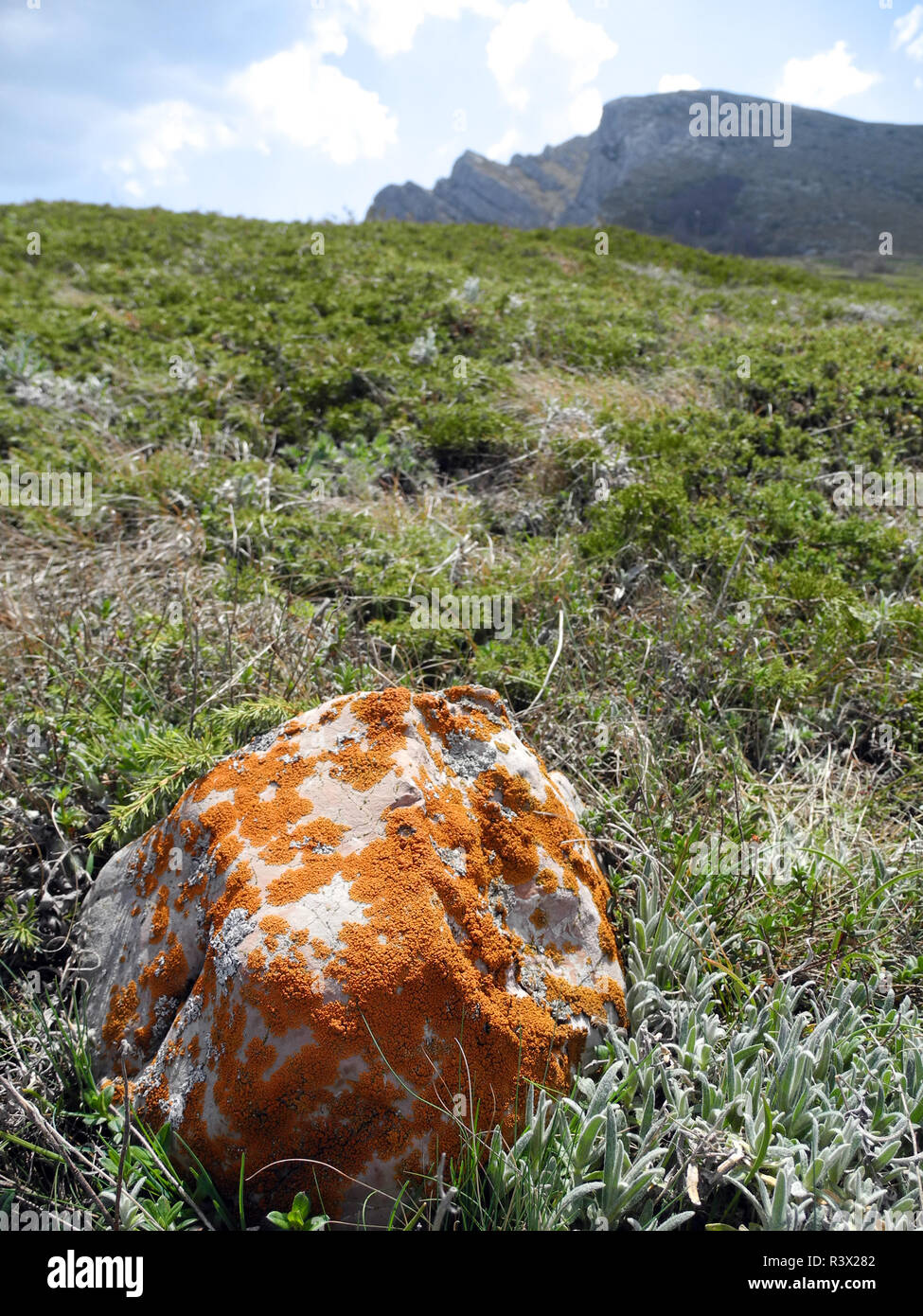 Stone covered with orange moss on the background of a mountain range ...