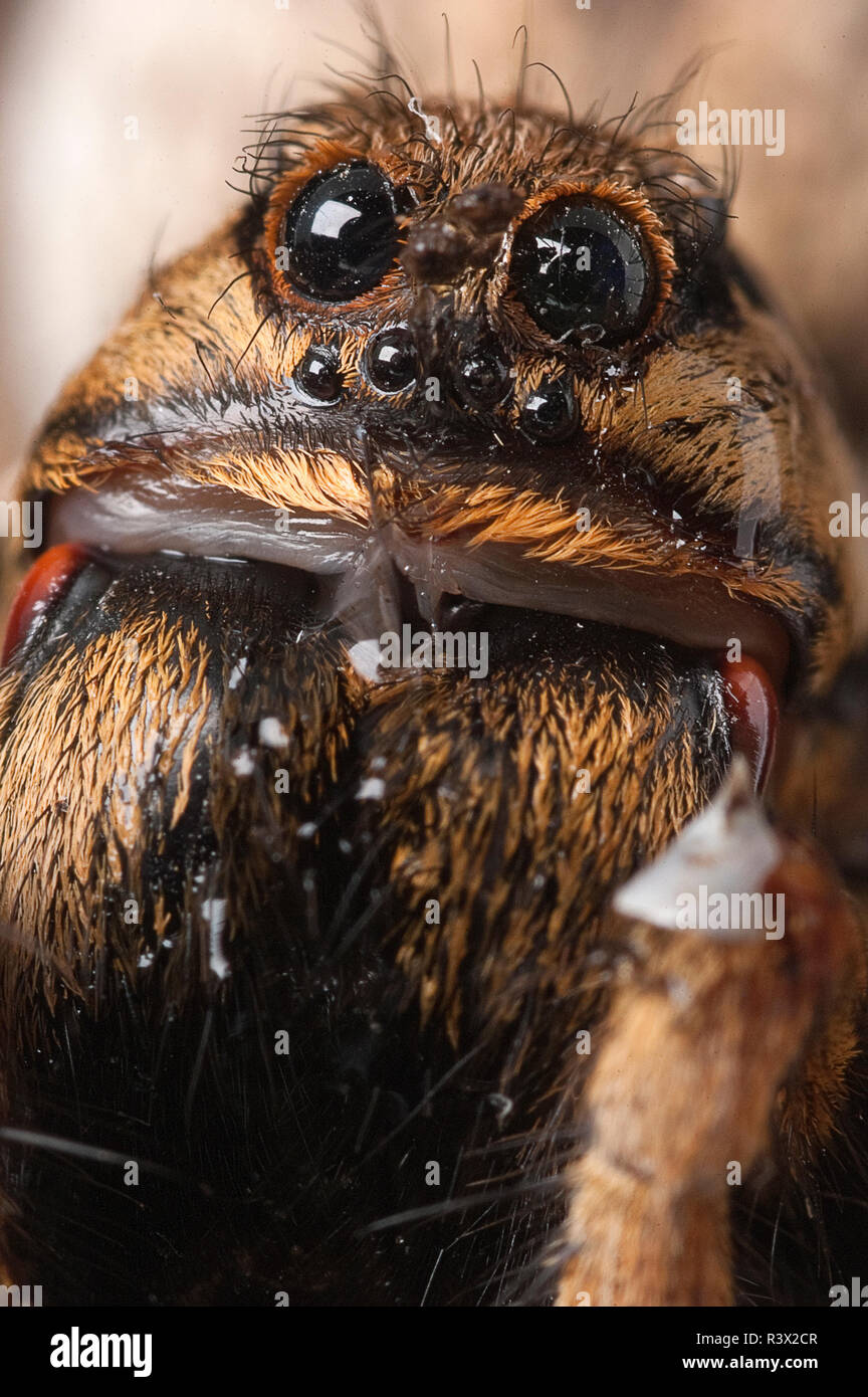Closeup wolf spider species,Lycosa tarantula Stock Photo